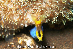 Ribbon Eel from Bali.. Olympus E-330 + 50mm Macro by Adrian Schokman 